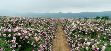 Vibrant rows of pink Damask roses in the Bulgarian Rose Valley with distant mountains, representing the diverse and productive landscape of business entities in Bulgaria.