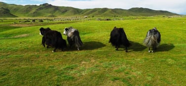A line of yaks walking away across a vast green steppe with rolling mountains under a bright sky in Mongolia, representing the foundational pathways and options for diverse business entities.