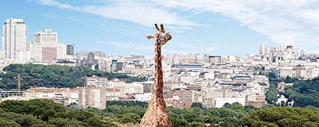 FCA Navigation giraffe